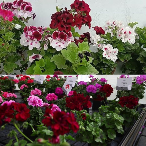 Geranie 3 natürliche Düngemittel für eine großzügige Blüte