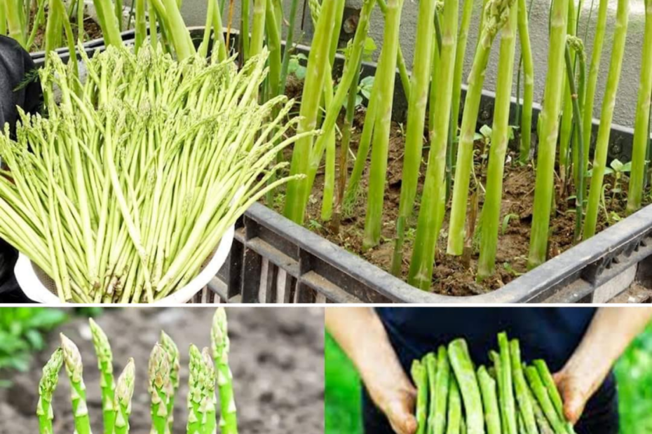 Wie man Spargel zu Hause in Containern anbaut Gartentippsundtricks