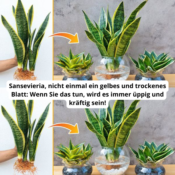 Sansevieria, nicht einmal ein gelbes und trockenes Blatt Wenn Sie das