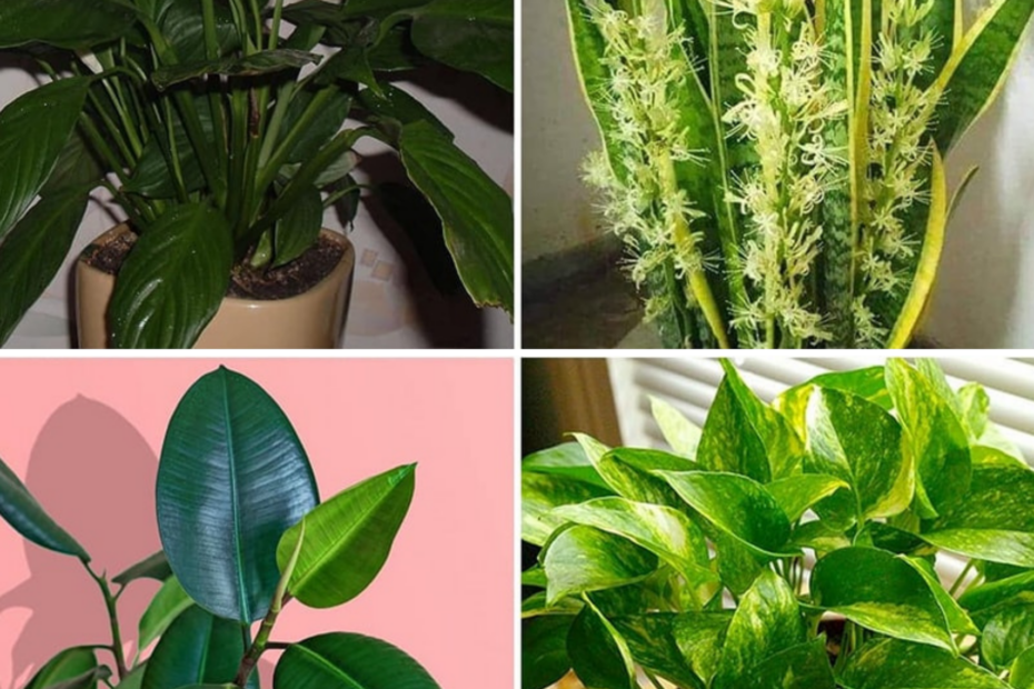 15 Pflanzen, die die Luft zu Hause effektiver reinigen Gartentippsund