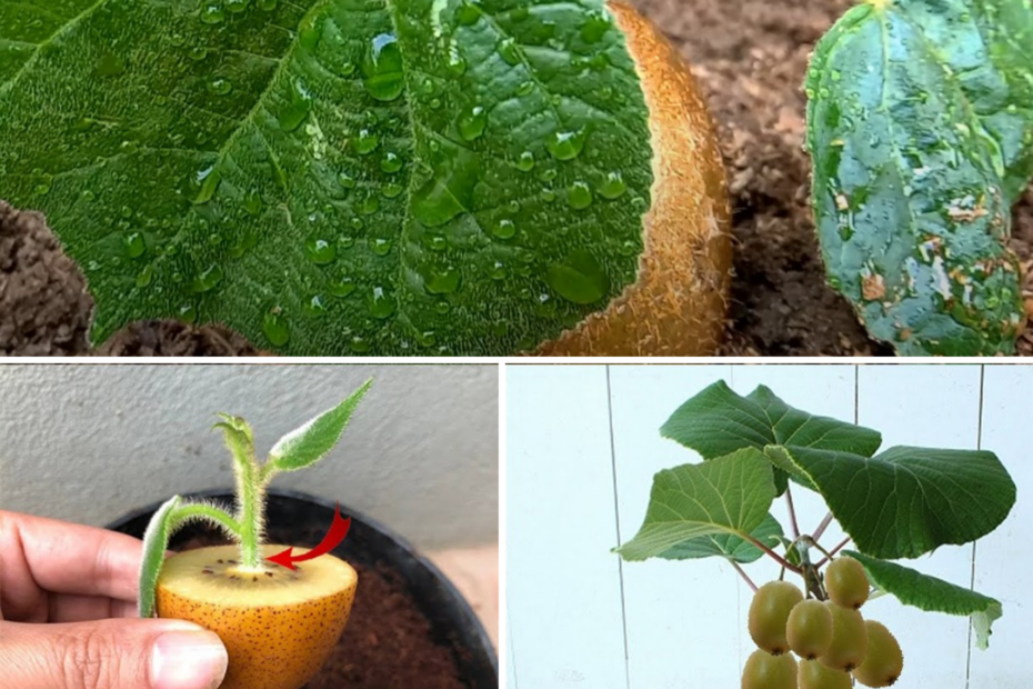 Kiwi Wie man Kiwi pflanzt, kultiviert und erntet Gartentippsundtricks