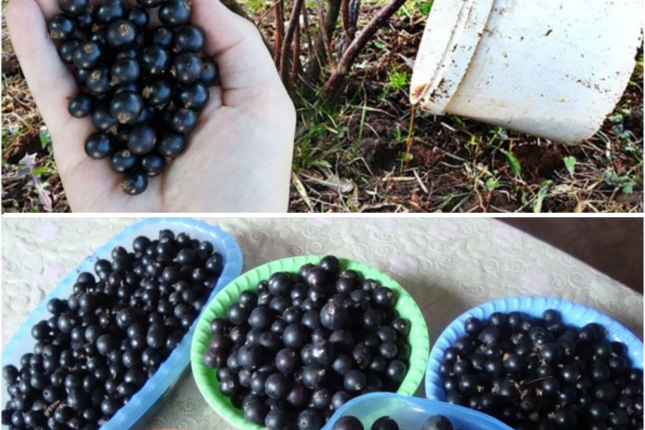 Wichtiges Top-Dressing der Johannisbeeren am Ende des Winters – Anfang ...